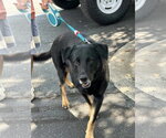 Small #2 Mutt