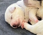 Small Photo #16 Great Pyrenees Puppy For Sale in MOUNT AIRY, NC, USA