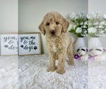 Small #3 Labradoodle