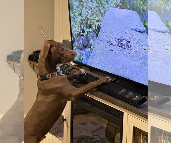 Medium Photo #3 Mutt Puppy For Sale in Brooklyn Center, MN, USA