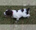 Small Photo #7 Brittany Puppy For Sale in HAMILTON, GA, USA