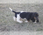 Small #8 Basset Hound