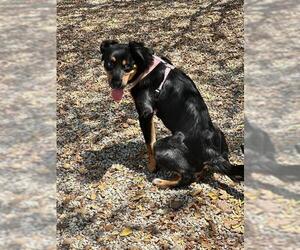 Border Collie Dogs for adoption in San Antonio, TX, USA