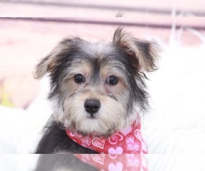 Cavachon-Yorkshire Terrier Mix Puppy for sale in MARIETTA, GA, USA