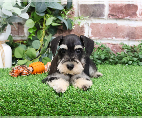 Medium Photo #2 Schnauzer (Miniature) Puppy For Sale in SYRACUSE, IN, USA