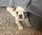 Small #4 French Bulldog