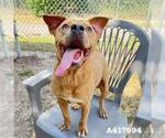 Small #1 Staffordshire Bull Terrier Mix