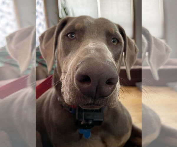 Medium Photo #2 Doberman Pinscher Puppy For Sale in Buffalo, MN, USA