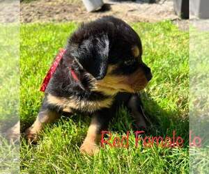 Rottweiler Puppy for Sale in GRESHAM, Oregon USA