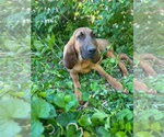 Small #1 Bloodhound Mix