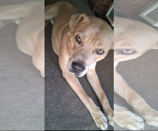 Medium Photo #2 Labrador Retriever-Staffordshire Bull Terrier Mix Puppy For Sale in Holly Springs, NC, USA