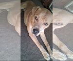 Small #1 Labrador Retriever-Staffordshire Bull Terrier Mix
