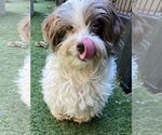 Small #9 Hava-Apso
