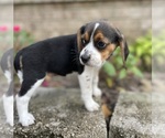 Small #5 Beagle