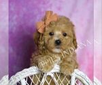Small Photo #57 Maltipoo (Miniature) Puppy For Sale in WARSAW, IN, USA