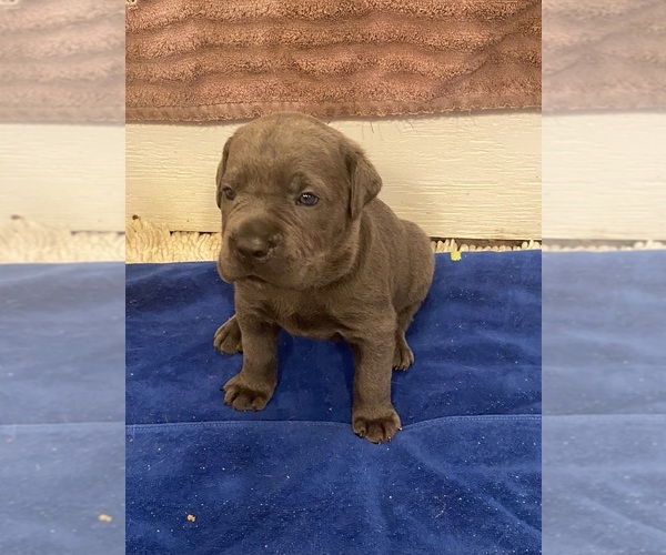 Medium Photo #3 Cane Corso Puppy For Sale in ECLECTIC, AL, USA