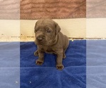 Puppy Puppy 2 Green Cane Corso