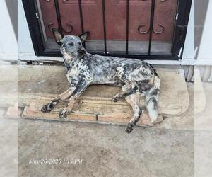 Mutt Dogs for adoption in San Antonio, TX, USA