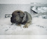 Small Photo #28 French Bulldog Puppy For Sale in HAYWARD, CA, USA