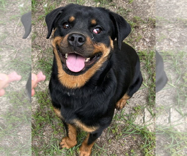 Medium Photo #1 Rottweiler Puppy For Sale in Hillsboro, NH, USA