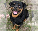 Small Rottweiler