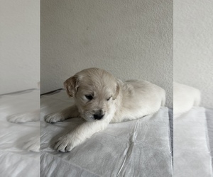 Golden Retriever Puppy for Sale in LAS VEGAS, Nevada USA
