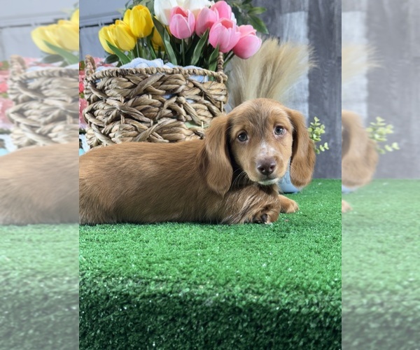 Medium Photo #6 Dachshund Puppy For Sale in CANOGA, NY, USA