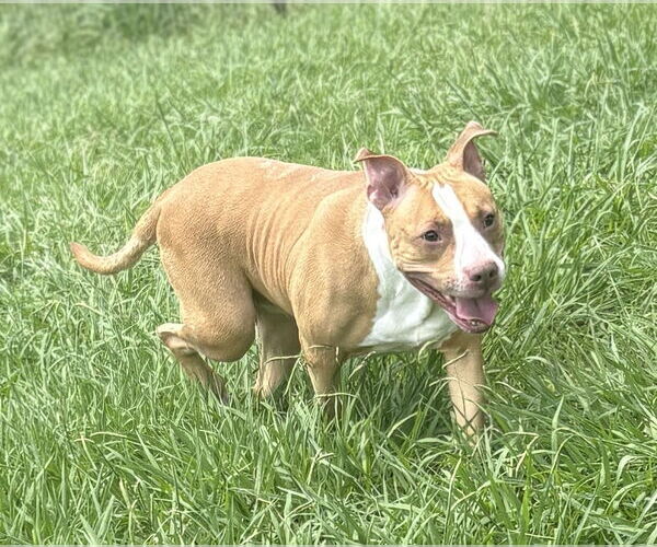Medium Photo #4 American Pit Bull Terrier-Unknown Mix Puppy For Sale in Virginia Beach, VA, USA