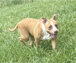Small #3 American Pit Bull Terrier Mix