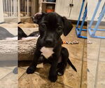 Small #1 American Pit Bull Terrier Mix