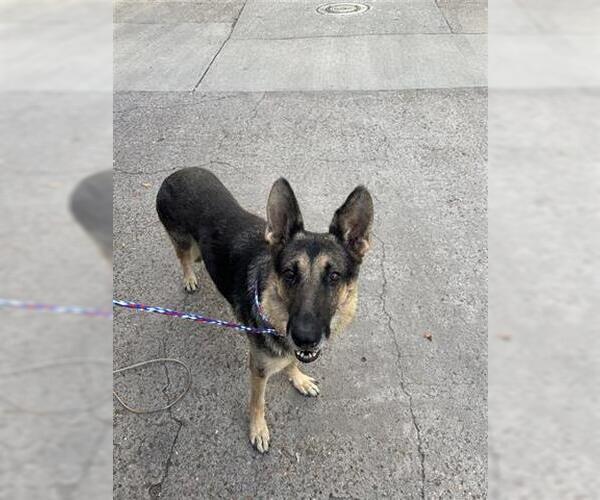 Medium Photo #1 German Shepherd Dog Puppy For Sale in Houston, TX, USA
