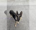 Small German Shepherd Dog