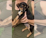 Small #2 Dachshund Mix