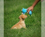 Small Photo #12 Labrador Retriever Puppy For Sale in FRESNO, OH, USA