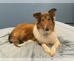 Small Photo #1 Collie Puppy For Sale in Chantilly, VA, USA