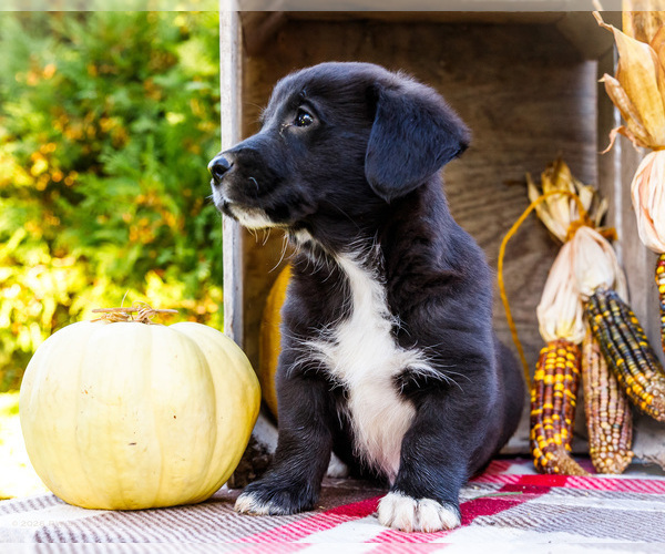 Medium Photo #6 Golden Retriever-Pembroke Welsh Corgi Mix Puppy For Sale in WAKARUSA, IN, USA