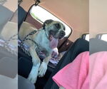 Small #2 Great Dane