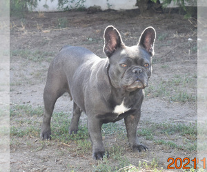 Mother of the French Bulldog puppies born on 10/04/2021