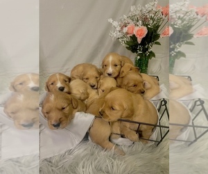Golden Retriever Puppy for sale in ROCKFORD, MI, USA