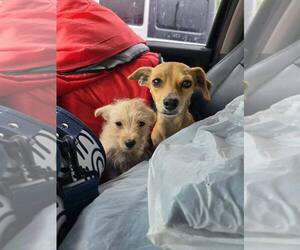 Mutt Dogs for adoption in New York, NY, USA