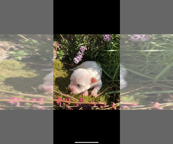 Medium Photo #6 Chihuahua Puppy For Sale in SHERMAN, TX, USA