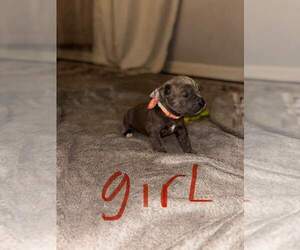 Cane Corso Puppy for sale in CLEVELAND, MS, USA