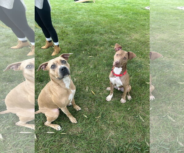 Medium Photo #2 Miniature Bull Terrier-Unknown Mix Puppy For Sale in Lancaster, PA, USA