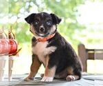 Small #3 Miniature Australian Shepherd