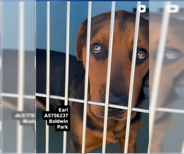 Medium Photo #1 Mutt Puppy For Sale in Pasadena, CA, USA