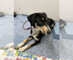 Small #1 Mutt