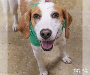 Mutt Dogs for adoption in Washington, DC, USA