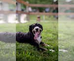 Small Photo #1 Bernedoodle Puppy For Sale in KNOB NOSTER, MO, USA
