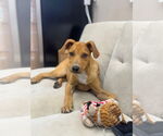 Small #1 Mutt