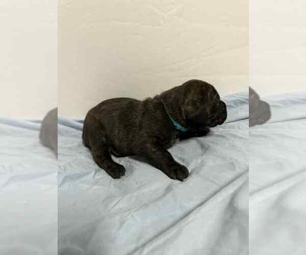 Medium Photo #5 Cane Corso Puppy For Sale in CAMBY, IN, USA